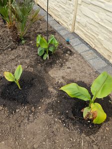 BALDUR Garten 1x Winterharte Banane 'grün', Pflanze im 12 cm-Topf, Faserbanane Bananenbaum Musa basjoo Bananenpflanze, mehrjährige winterharte Staude, Bananen-Früchte essbar Kunden-Foto 5