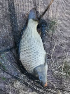 600 m NIHONTO CARP FLUO giallo filo da pesca molto liscio per carpe Ø0,28 mm / 8,80 kg Foto del cliente 3
