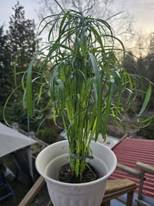 Papiro pianta da appartamento XXL 55 cm di altezza Palma Pianta VERA Foto del cliente 3