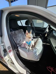 Ein traum  für mein Hachiko