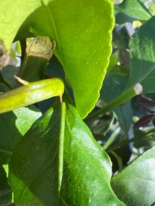 Grünwaren: echter Zitronenbaum 70 - 100 cm Zitrone Citrus Limon Zitruspflanze Kunden-Foto 13