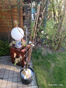 Apfelbaum `Pinova´ - Halbstamm, 160-180cm im 10L-Topf Kunden-Foto 2
