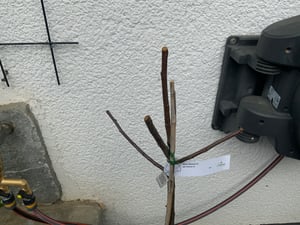 Rubinola (S) roter süßsäuerlicher Apfel Buschbaum 110-140 cm im 7,5 Liter Topf Unterlage M9 Kunden-Foto 1