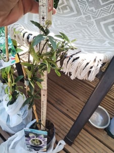 Passionsblume Passiflora caerulea 60–70 cm – winterharte Kletterpflanze, exotisch, pflegeleicht, ideal für Garten, Balkon & Terrasse Kunden-Foto 3