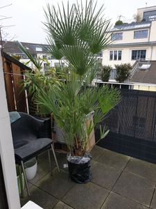 Zwergpalme 130–160 cm winterhart – Chamaerops humilis, mediterrane Gartenpalme für Terrasse & Balkon, robuste Europäische Palme Kunden-Foto 1