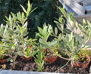 Olivenbaum - Olea Europea Stämmchen 20 cm Formgehölz Kunden-Foto 1