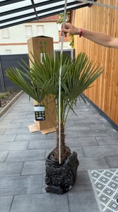 3 Stück XXL Palme winterhart 200-220 cm Trachycarpus fortunei, Hanfpalme, Kunden-Foto 6
