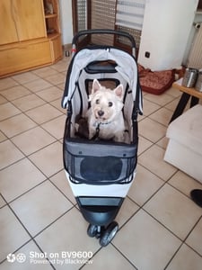 PawHut Hundewagen Hundebuggy klappbar für Hunde & Katzen mit Getränkehalter Kunden-Foto 1