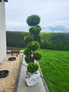 Gartenbonsai – Chamaecyparis lawsoniana ‘Stardust’ – Höhe 150–160 cm inkl. Topf – handgeformte  Scheinzypresse Kunden-Foto 3