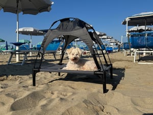 PawHut Haustierbett mit Baldachin Erhöhtes Hundebett Hundeliege outdoor Kaffee Kunden-Foto 2