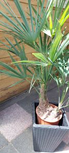 Trachycarpus fortunei Hanfpalme bis 130 cm Gesamthöhe aus Freilandzucht. Frosthart bis - 19 Grad Indoor und Outdoor Kunden-Foto 4