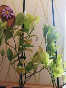 Citrus auratifolia - 'limon' Limettenpflanze - Limettenbaum - 2-Liter-Topf - 70 cm Kunden-Foto 1