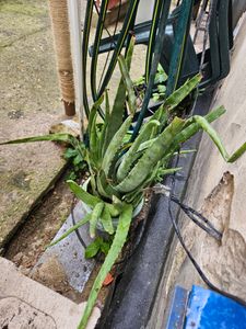Pianta di aloe vera XXL, 5 anni, 60-70 cm – Grande succulenta, facile da curare, ideale per la cura della pelle e come decorazione Foto del cliente 4