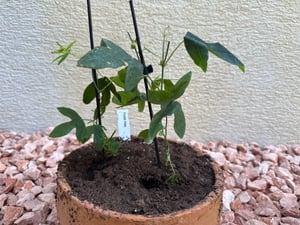 Winterharte Passionsblume Passiflora Purple Haze ca. 30 cm - exotische Schönheit - mehrjährige Kletterpflanze Kunden-Foto 1
