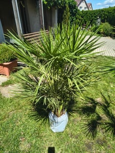 Zwergpalme 130–160 cm winterhart – Chamaerops humilis, mediterrane Gartenpalme für Terrasse & Balkon, robuste Europäische Palme Kunden-Foto 3