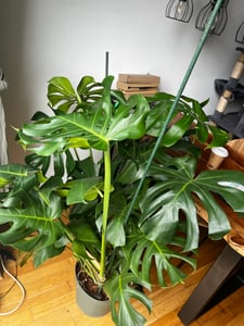 [Palmenlager] XXL Monstera deliciosa - Fensterblatt - 100/120 cm - Pot 30 cm Ø - Zimmerpflanze Kunden-Foto 1