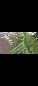 Frostgewöhnte Trachycarpus princeps "Marmor Hanfpalme" 140-160 cm Gesamthöhe -18 Grad Kunden-Foto 5