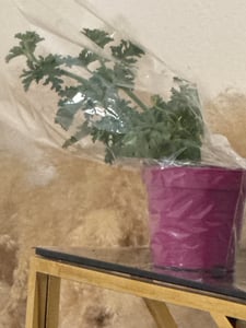 Bloomique - 3er Set - Pelargonium Graveolens - Zitronengeranie - Geranien Pflanzen - Anti Mücken - Herrlich Duftend - Höhe 15-25 cm - Topf 12 cm Kunden-Foto 14