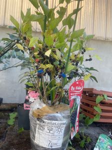 Morus rotundiloba 'Mojo Berry', dwergmoerbei, 3 liter pot Klantenfoto 2