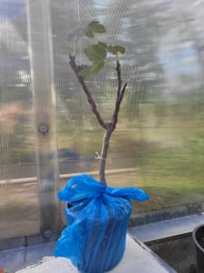 Ficus carica (vijgenboom) 'Ronde de Bordeaux', 70–100 cm. Winterharde vijgenboom, produceert zoete vijgen. Mediterrane plant, geschikt voor tuin, balkon of terras Klantenfoto 1