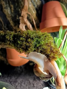 Terrarium, Paludarium Exo Terra Nano 20 x 20 x 30 cm Kunden-Foto 1