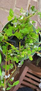 BALDUR Garten 1x Rote Säulen-Stachelbeere, Pflanze im 2 Liter-Topf, Ribes uva-crispa, Säulenobst, winterhart, platzsparende Säule für kleine Gärten, Balkone & Terrassen Kunden-Foto 3