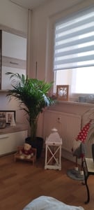 Goldfruchtpalme 130-150 cm + Übertopf Ingmar Arecapalme  Chrysalidocarpus lutescens Tropische Palme - Luftreinigend - Frisch aus der Gärtnerei Kunden-Foto 1