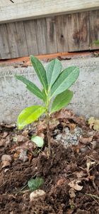 Lauroceraso 'Novita' 30-50 cm - 1 Pflanze - Prunus laurocerasus 'Novita' - Topfgewachsen Foto del cliente 7