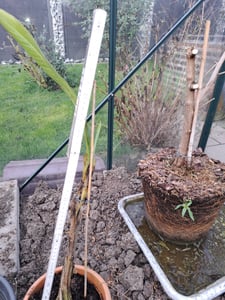Musa Basjoo winterharte Banane 100-140 cm  winterfest  schnell wachsend  exotische Gartenpflanze  robuste Bananenpflanze Kunden-Foto 8