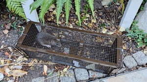 RatzFatz 2MTBSL60, lot de 2 pièges vivants grands formats, piège à rats premium réutilisable, piège à souris vivant, 2 portes, remplace les pièges à percussion, loir XXL, poignée de transport, piège à animaux, réutilisable Photo du client 1