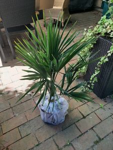 Palme ist welk.