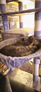 FEANDREA škrabadlo, XXL kočičí strom, 164 cm, světle šedá PCT087W01 Fotografie od zákazníka č. 2