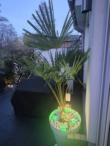 XXL Palme Stammhöhe 40-50 cm winterhart 160-180 cm Trachycarpus fortunei, Hanfpalme, Kunden-Foto 35