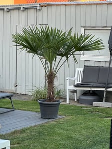 XXL Palme Stammhöhe 40-50 cm winterhart 160-180 cm Trachycarpus fortunei, Hanfpalme, Kunden-Foto 18