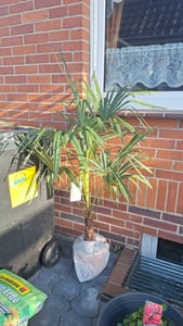 XXL winterharte Palme Hanfpalme 160-220 cm -18 °C Trachycarpus Fortunei Kunden-Foto 9