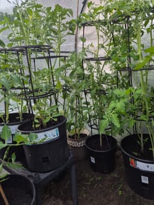 Kvetináč na pestovanie paradajok TOMATO GROWER antracit 39,2cm (max. výška: 153cm) Fotografia od zákazníka č. 2