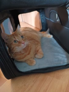 VEVOR Hundetrolley Faltbarer Hunderucksack Max.15,8kg Tragfähigkeit Transporttasche aus 600D Oxford-Stoff Hundewagen mit 4 Rädern Aufbewahrungstaschen Haustier Trolley Ideal für Autoreisen Ausflüge Kunden-Foto 1