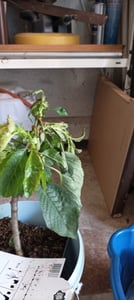 Czereśnia 'Kordia' 100-120 cm | Prunus avium | drzewo owocowe Czereśnia do ogrodu | późno dojrzewająca i wysokowydajna Zdjęcie produktu od klienta nr 6