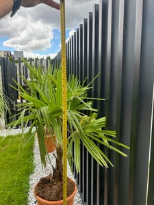 Bloomique - Trachycarpus Fortunei - Palmier éventail chinois - Palmier rustique - Plante de jardin - Hauteur 120-150 cm - Pot 30 cm Photo du client 1