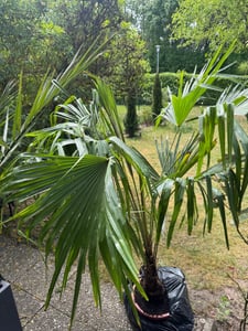XXL winterharte Palme Hanfpalme 160-220 cm -18 °C Trachycarpus Fortunei Kunden-Foto 23