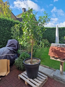 Citrus Yuzu 70 - 80 cm, Zitronenbaum Zitrone, japanische Zitrone, winterhart Kunden-Foto 4