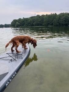 Stand Up Paddle-Board MAONA Schwarz SUP Board Komplettset 308 cm Länge Alu-Paddel Luftpumpe Tragetasche 120 kg Kunden-Foto 1