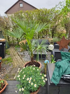 XXXXL 210 - 230 cm Trachycarpus fortunei Hanfpalme, winterharte Palme bis -18°C Kunden-Foto 7