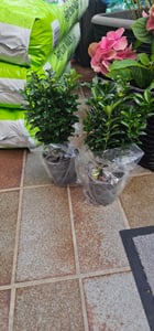 Green boutiQ - 40x Euonymus japonica Green Spire - Pfaffenhütchen - Heckenpflanzen - Immergrün - Grün - Topf 9cm - Höhe 20-25cm Kunden-Foto 2