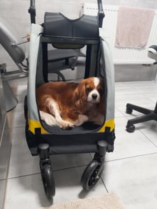 WISFOR 2-in-1 hondenbuggy, hondenbox, hondenwagen, opvouwbaar tot 20 kg, huisdierenbuggy met netvensters, verstelbare handgreep, geschikt voor katten en honden Klantenfoto 26