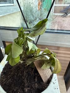 Adenium obesum Rosa- Wüstenrose - Topf 10,5cm - Höhe 25-40cm Zimmerpflanzen Kunden-Foto 6