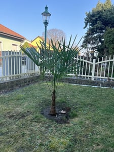 Trachycarpus fortunei Hanfpalme 140-160 cm Höhe Freilandzucht. Frosthart bis -18 Kunden-Foto 5