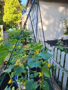 2er Set Rankgitter, Rankhilfe aus Metall, Gartenspalier Verformbar & Klappbar, Gurkenspalier mit Kabelbinder Clips Bodenpfaehlen, Gitterspalier für Kletterpflanzen, 122 x 86 cm Kunden-Foto 3