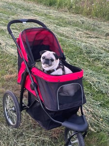 PawHut Hundebuggy mit Reflektoren, Faltbarer Katzenbuggy für Kleine Mittle Hunde Kunden-Foto 3