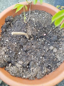 Paeonia Piwonia sadzonka Prima Vera 1 szt Piwonie sadzonki Pachnąca Zdjęcie produktu od klienta nr 1